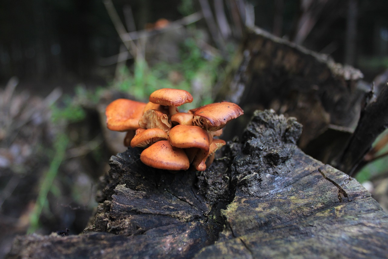 mushroom nature mushrooms free photo