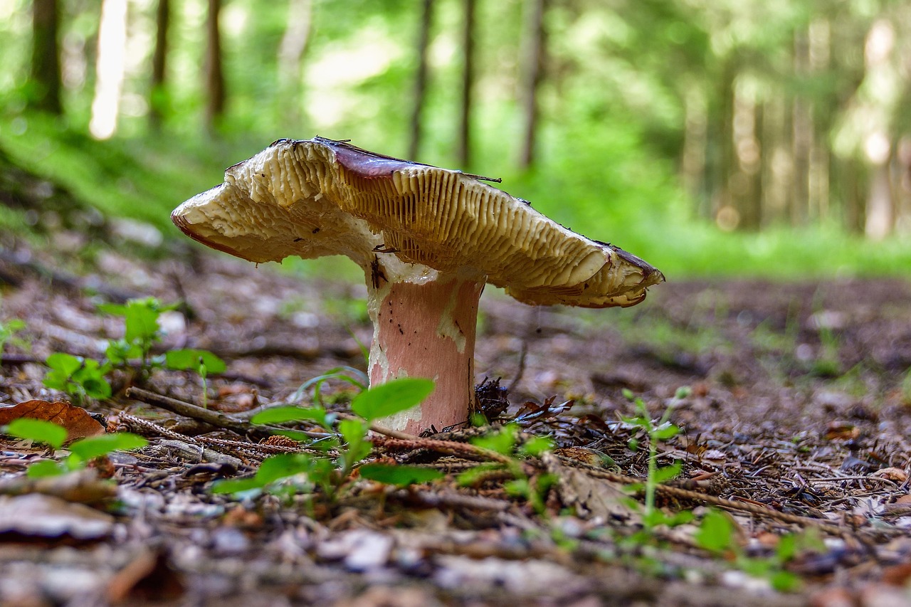 mushroom russula forest free photo