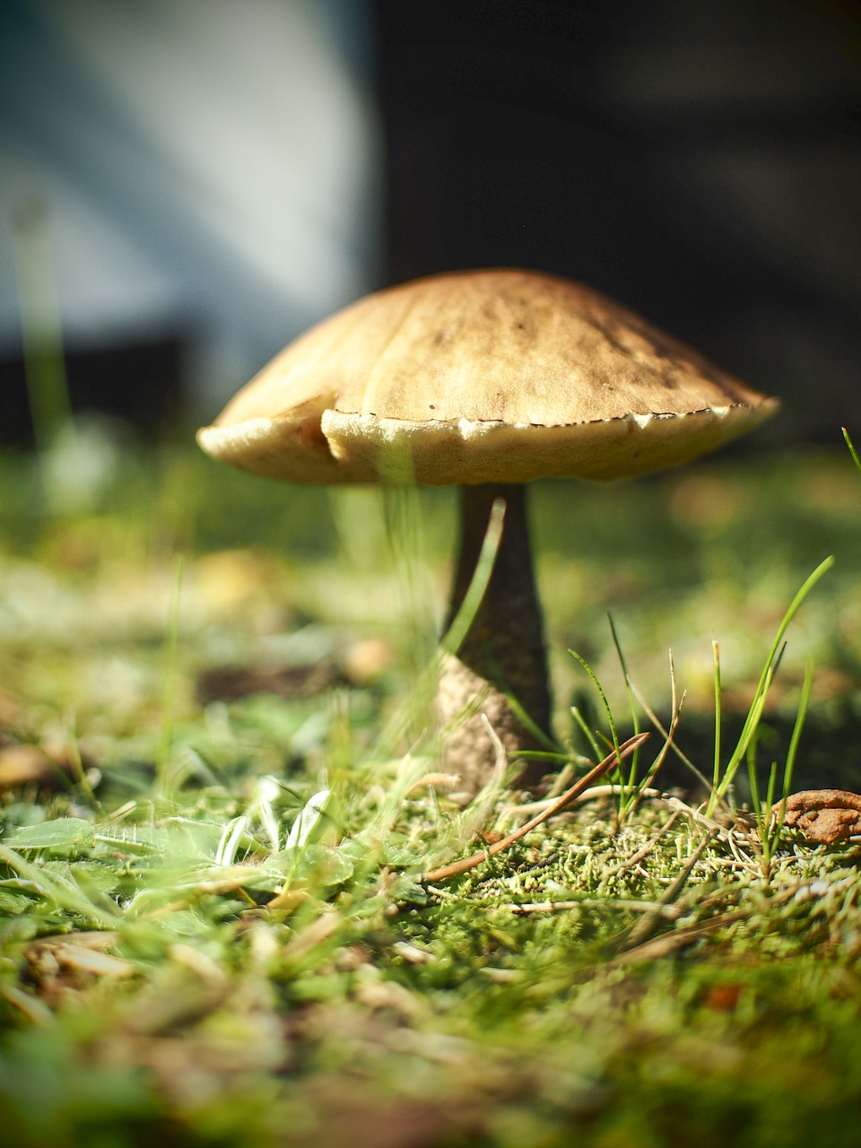 mushroom holiday forest free photo