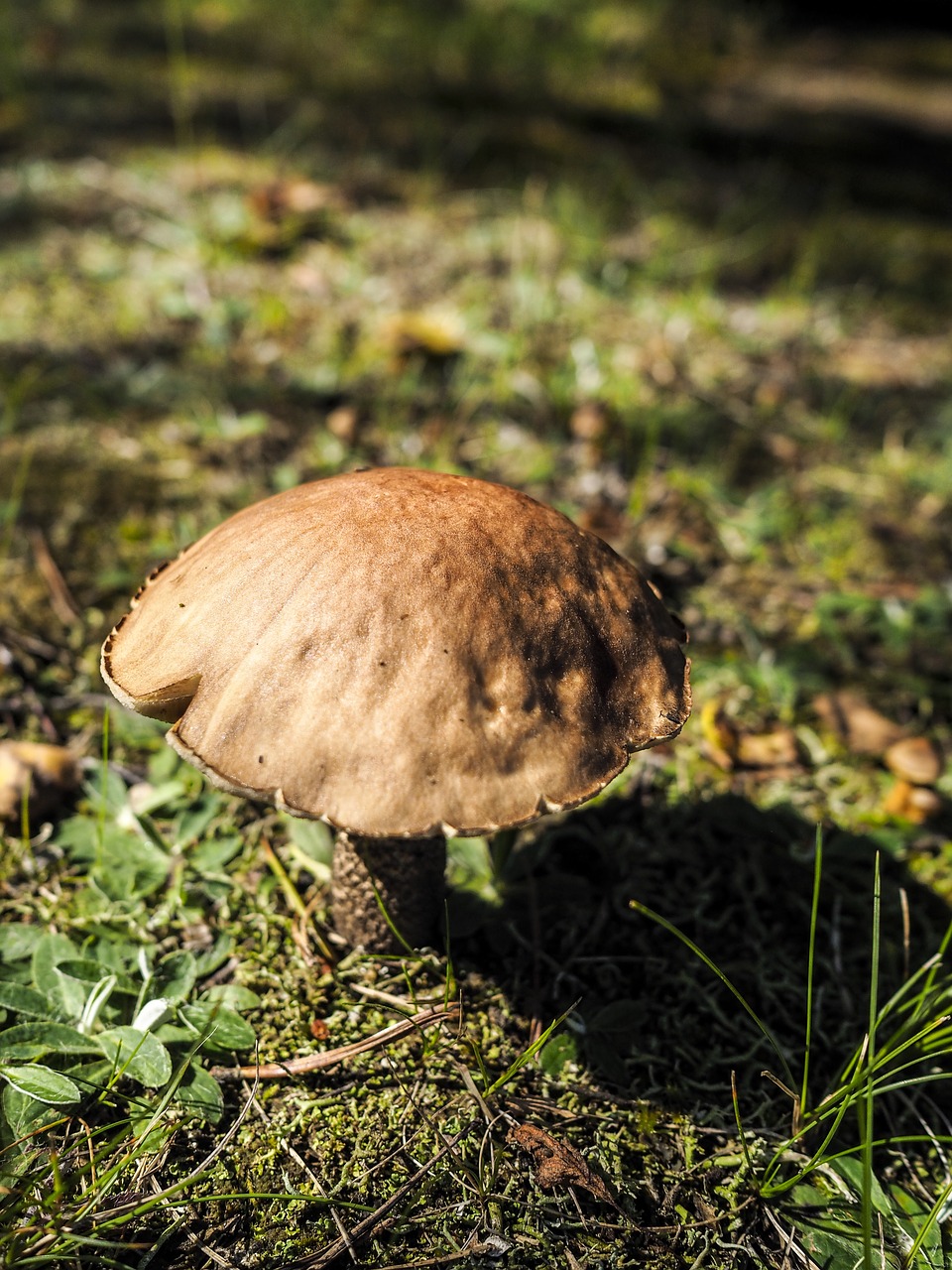 mushroom forest girolle free photo