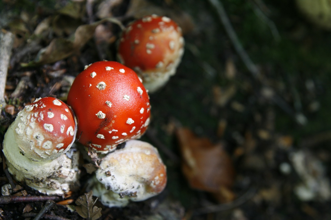 mushroom nature fungus free photo