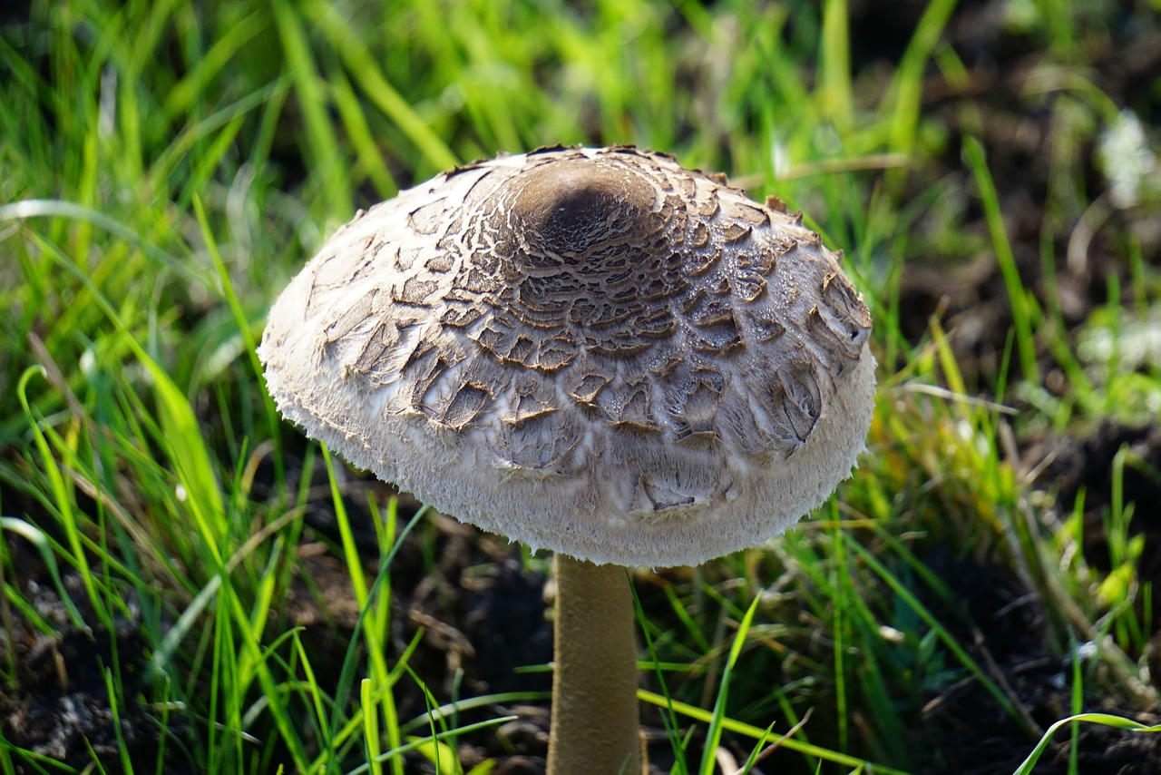 mushroom nature meadow free photo