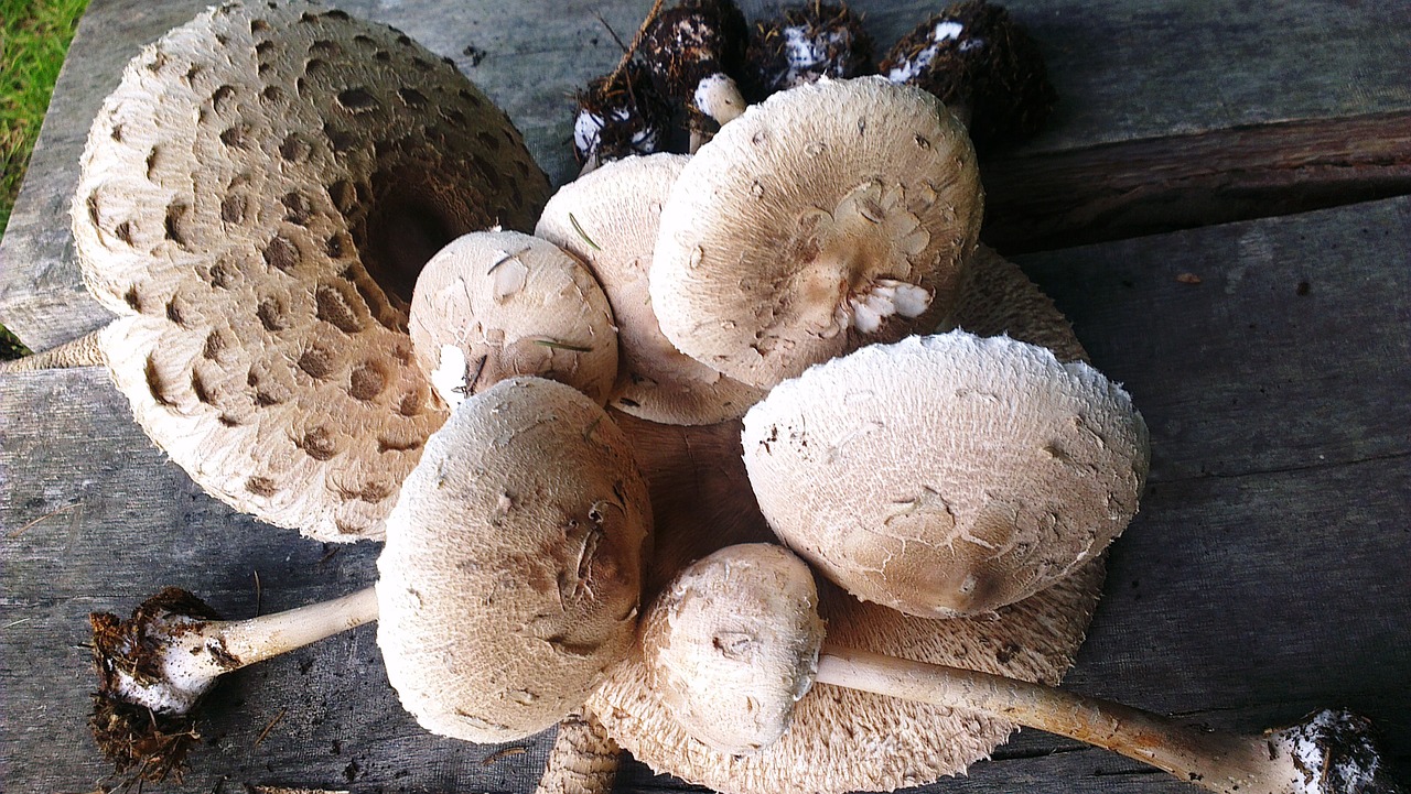 mushroom autumn fungi free photo