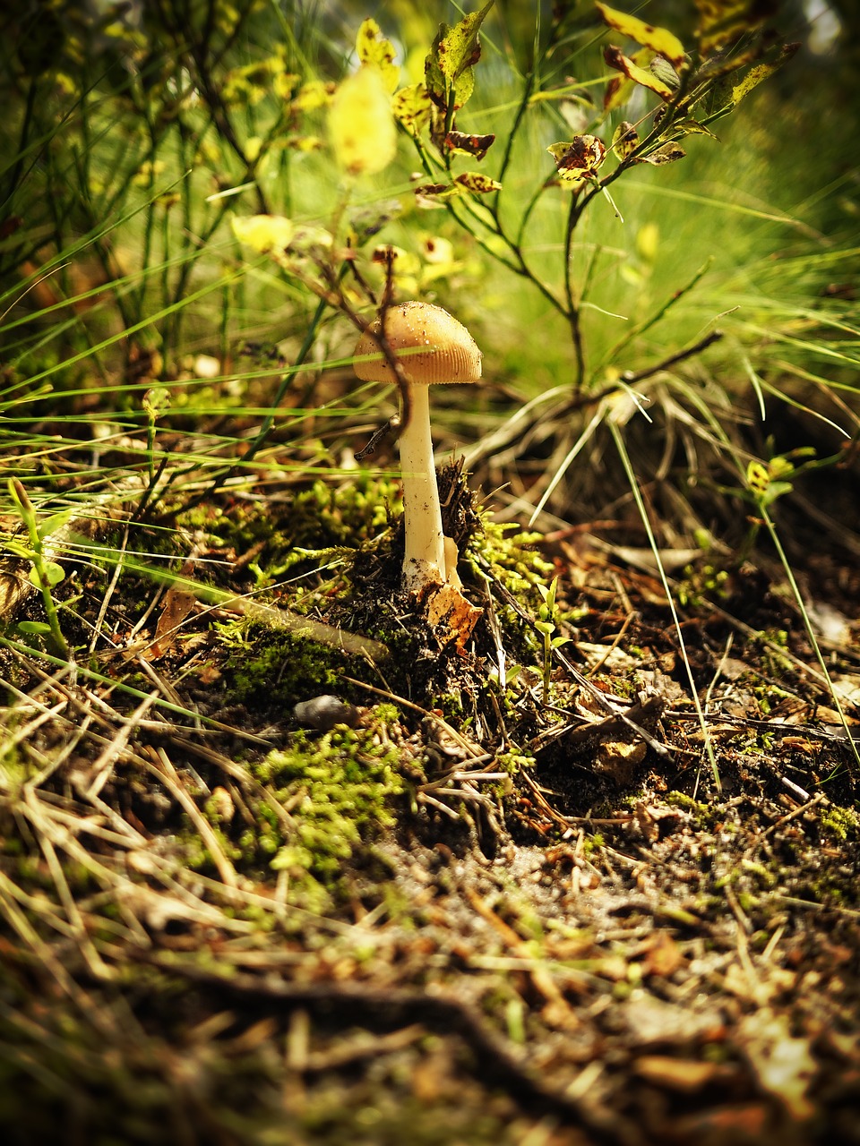 mushroom forest nature free photo