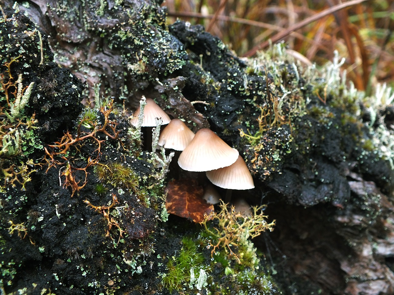 mushroom wild nature free photo