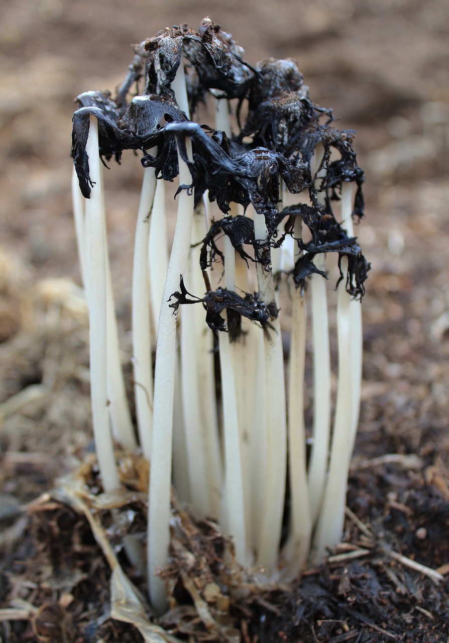 mushroom earth plant free photo