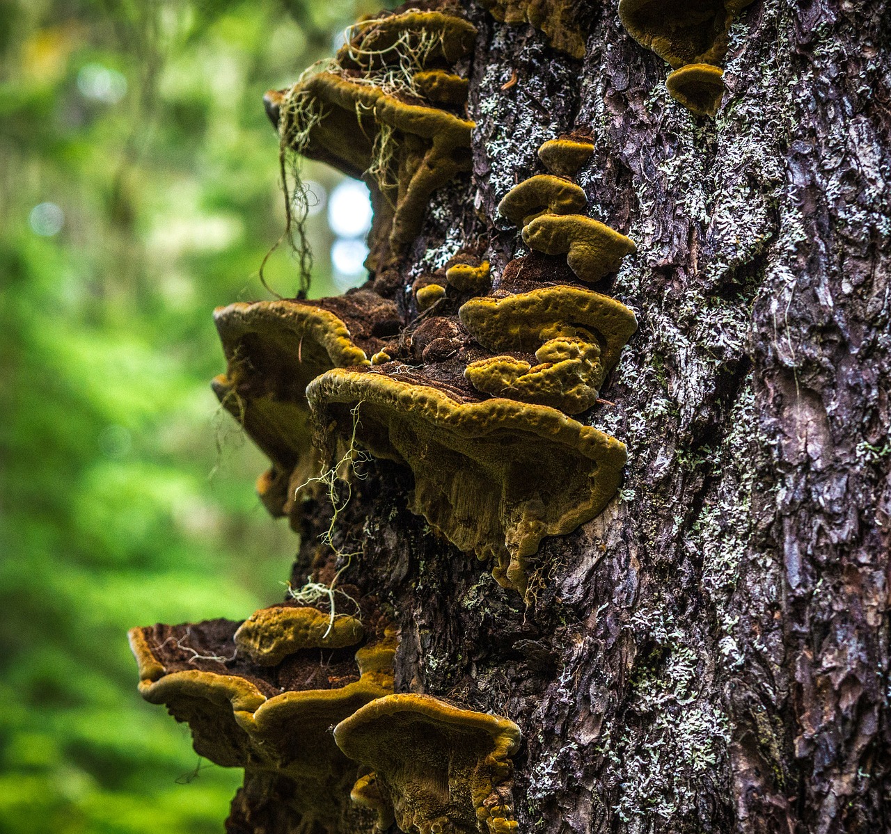 mushroom fungi forest free photo