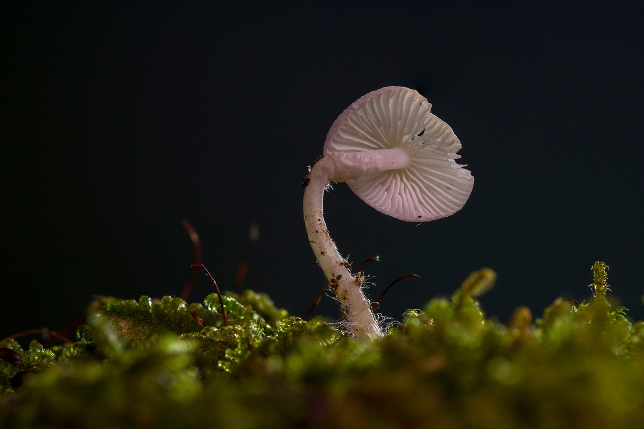mushroom mini mushroom small mushroom free photo