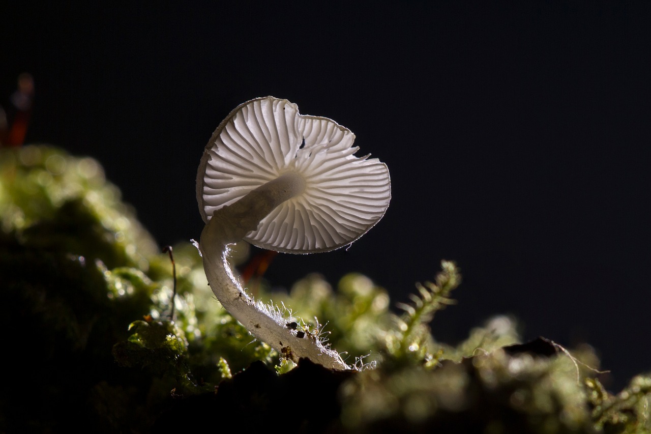 mushroom mini mushroom small mushroom free photo