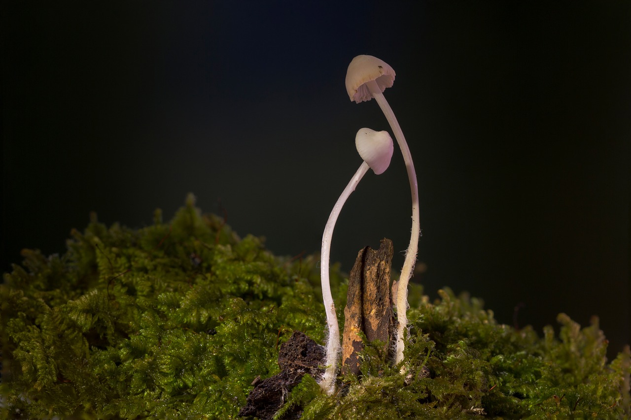 mushroom mini mushroom small mushroom free photo