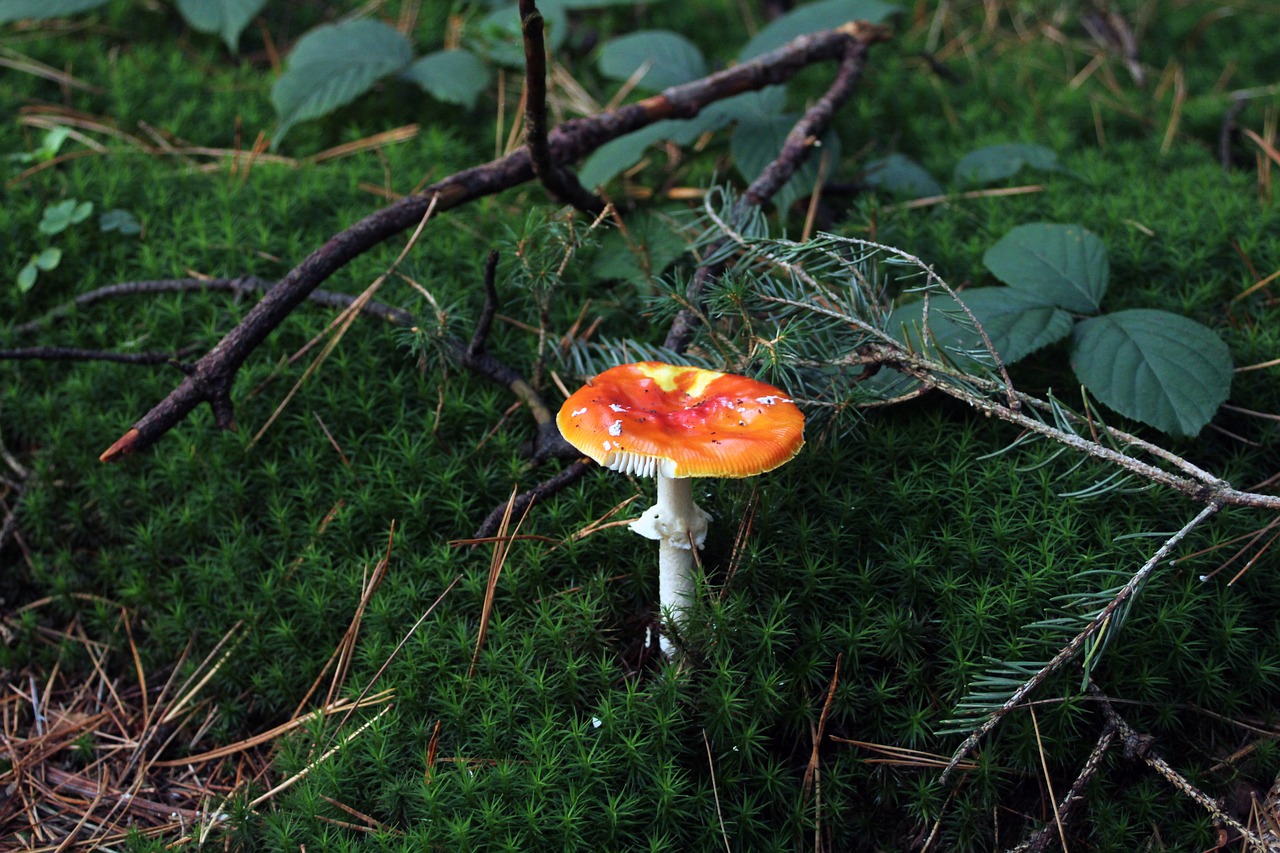 mushroom fly agaric forest free photo