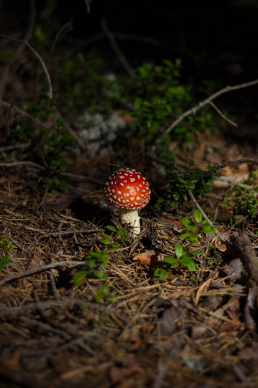 mushroom fungus food free photo