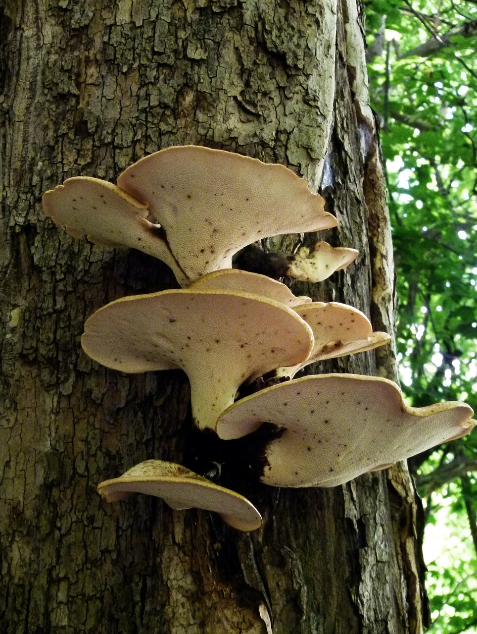 mushroom bracket fungus fungus free photo