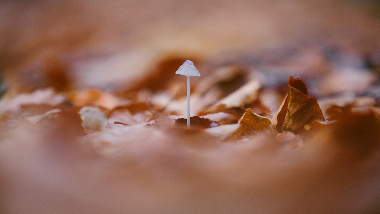 mushroom outdoor fungus free photo