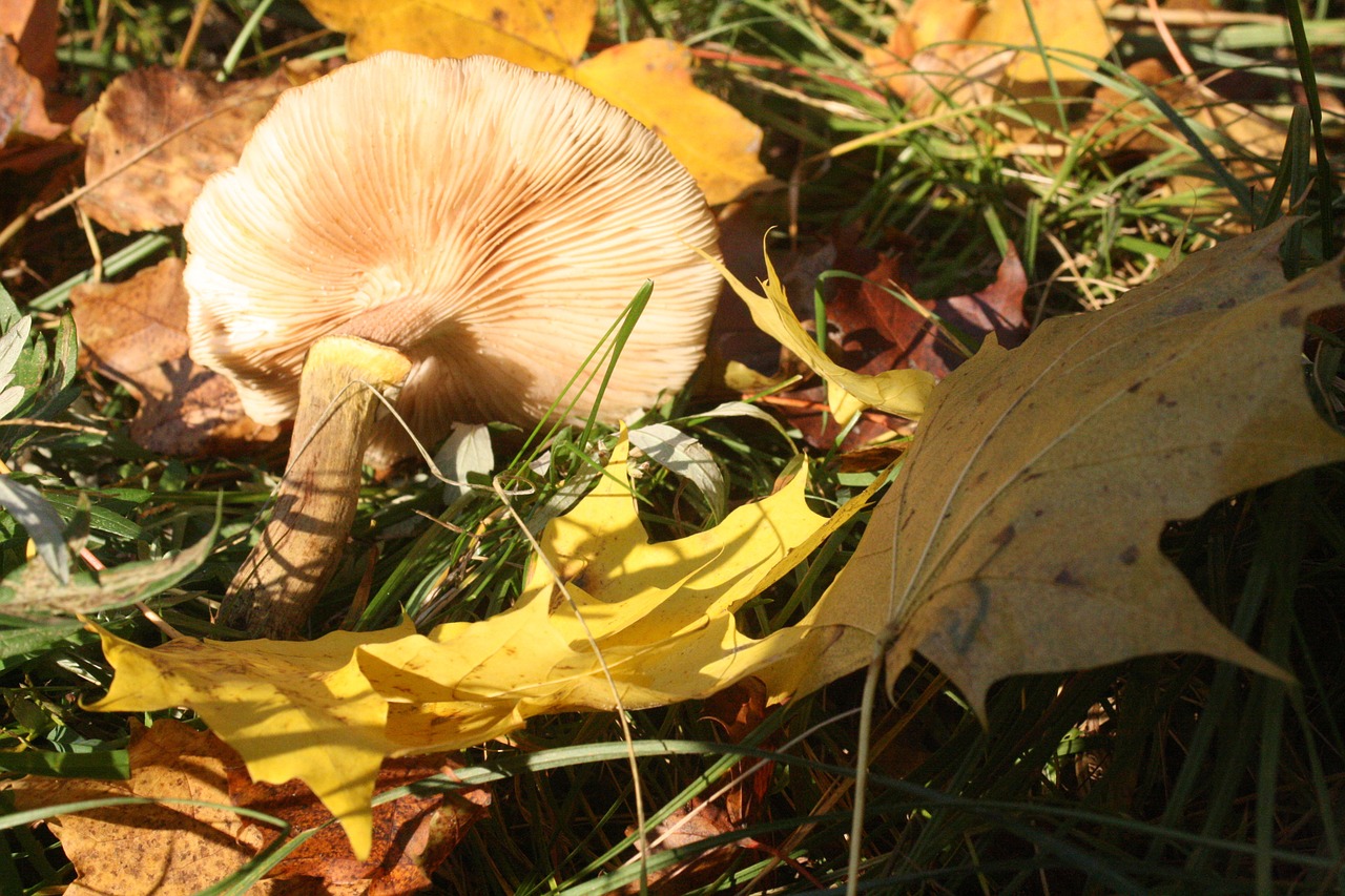 Осенние грибы в октябре