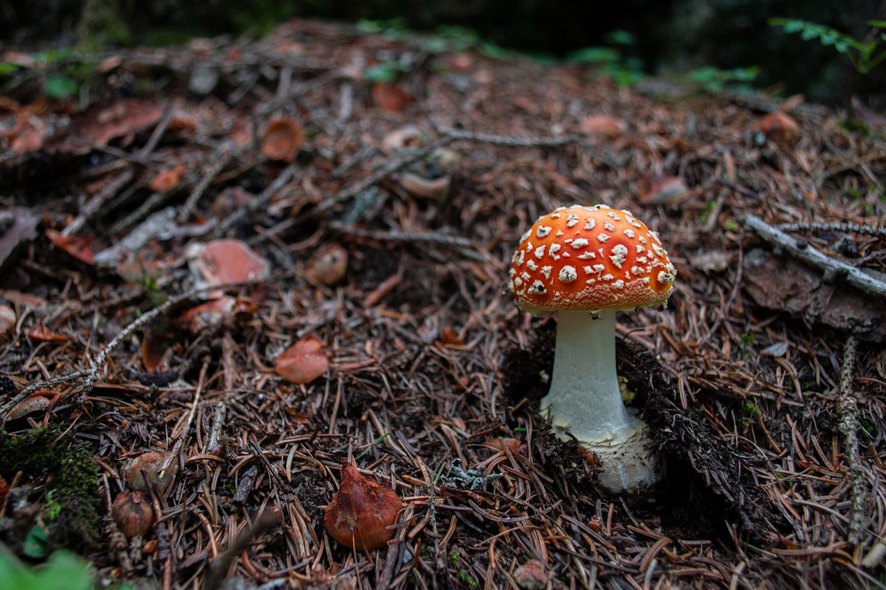 mushroom fly agaric red fly agaric mushroom free photo