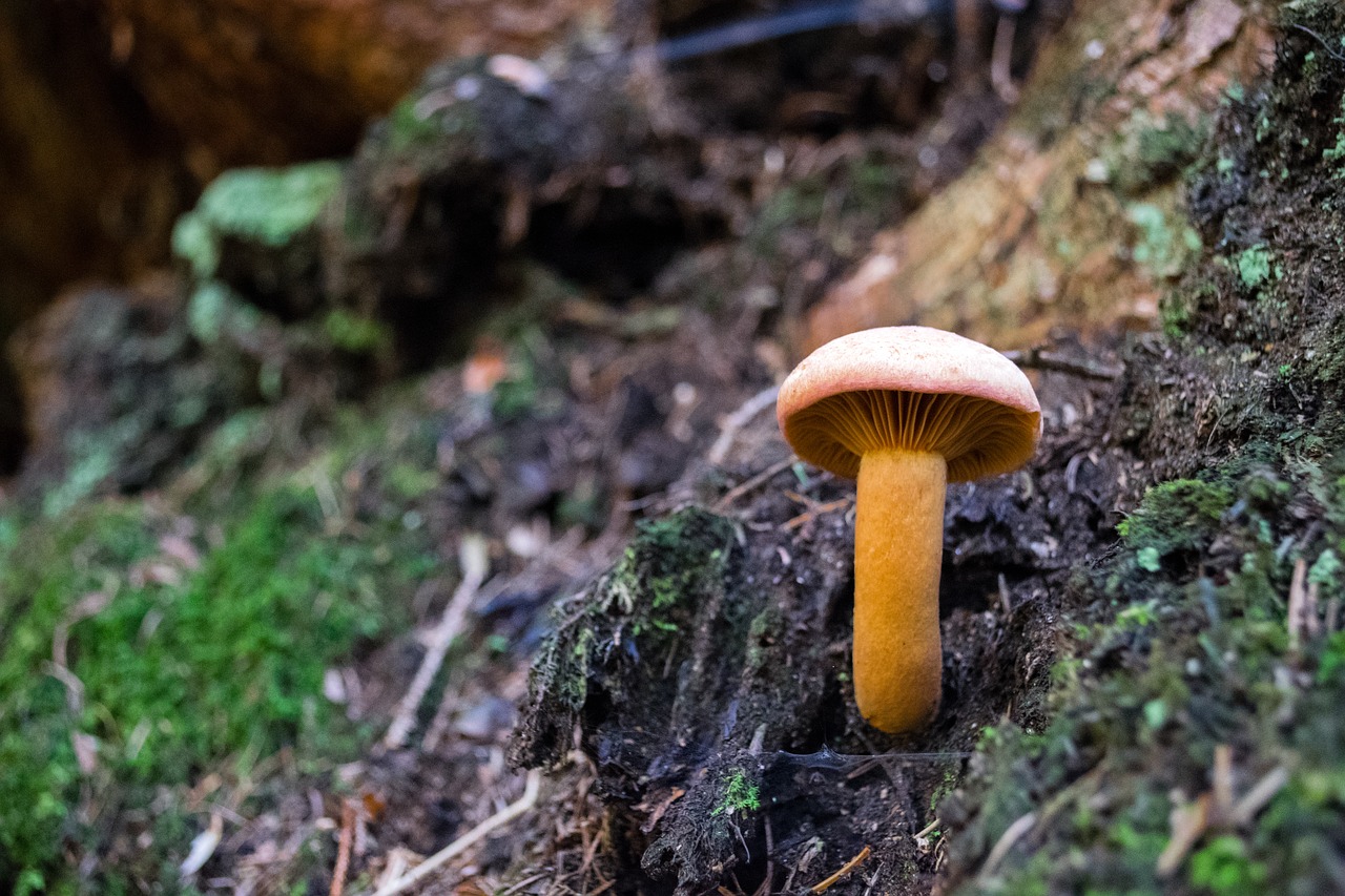 mushroom orange false chanterelle free photo