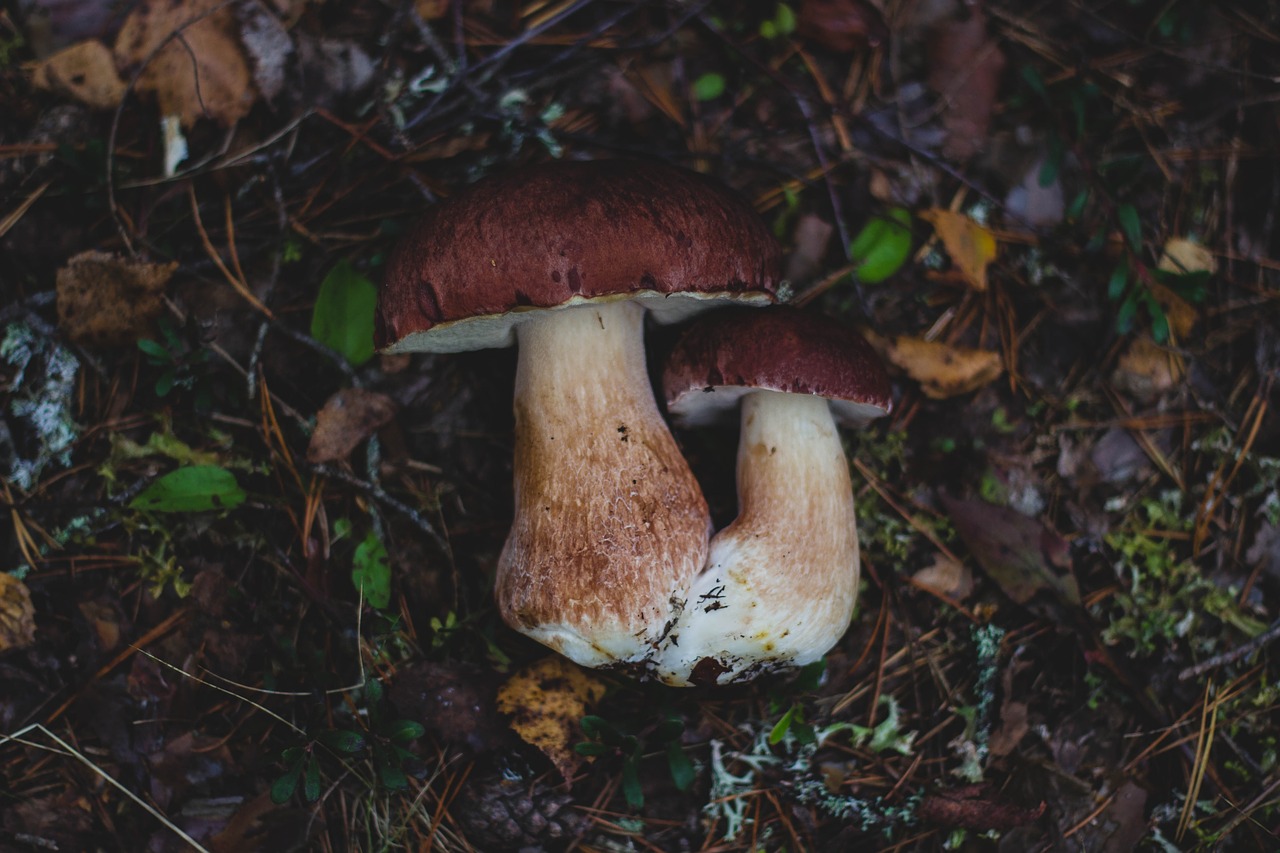 mushroom fungus food free photo