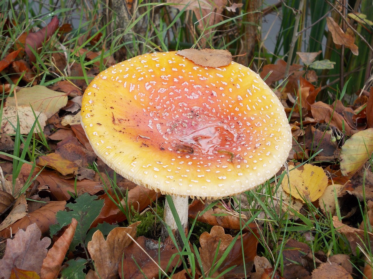 mushroom autumn autumn leaves free photo