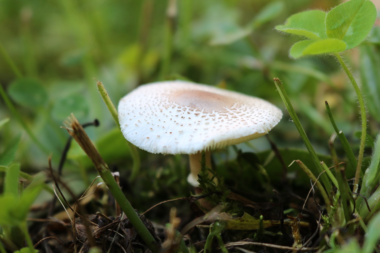 mushroom nature forest free photo