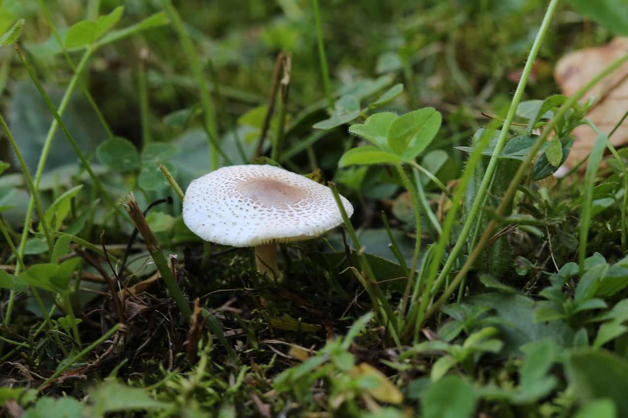 mushroom garden nature free photo