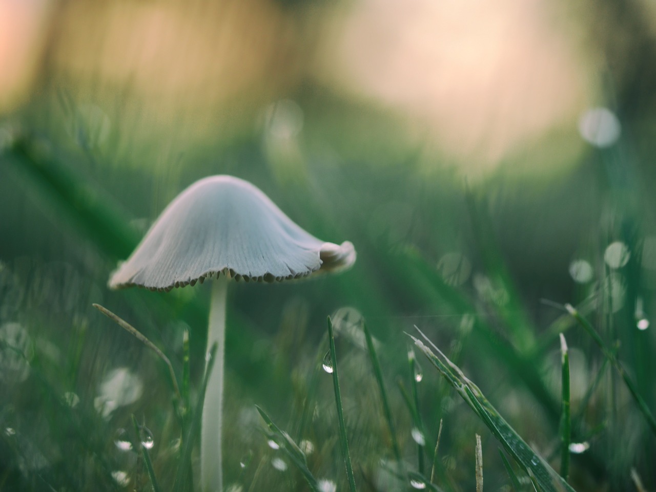 mushroom grass plant free photo