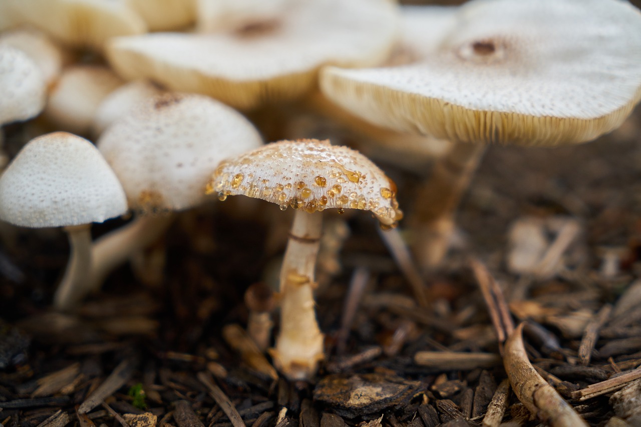 mushroom macro nature free photo