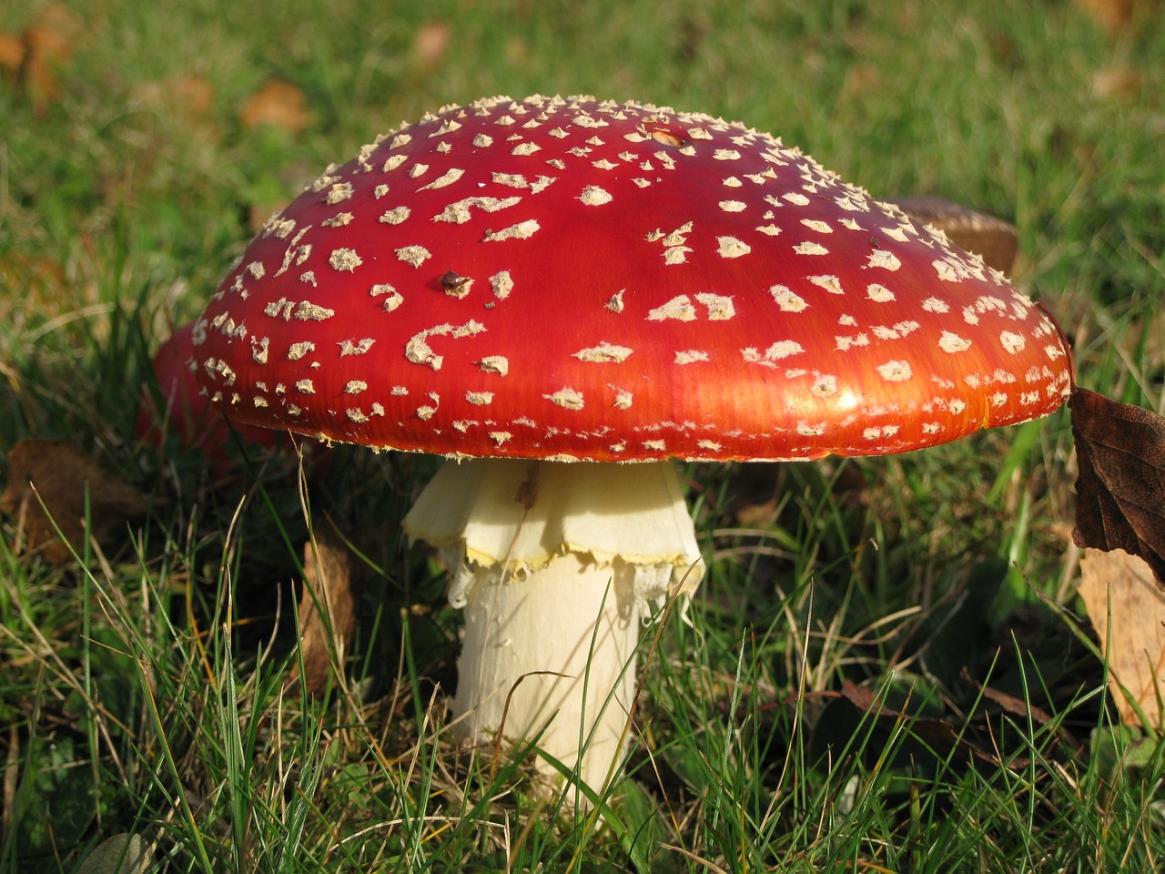 mushroom poison redcap free photo