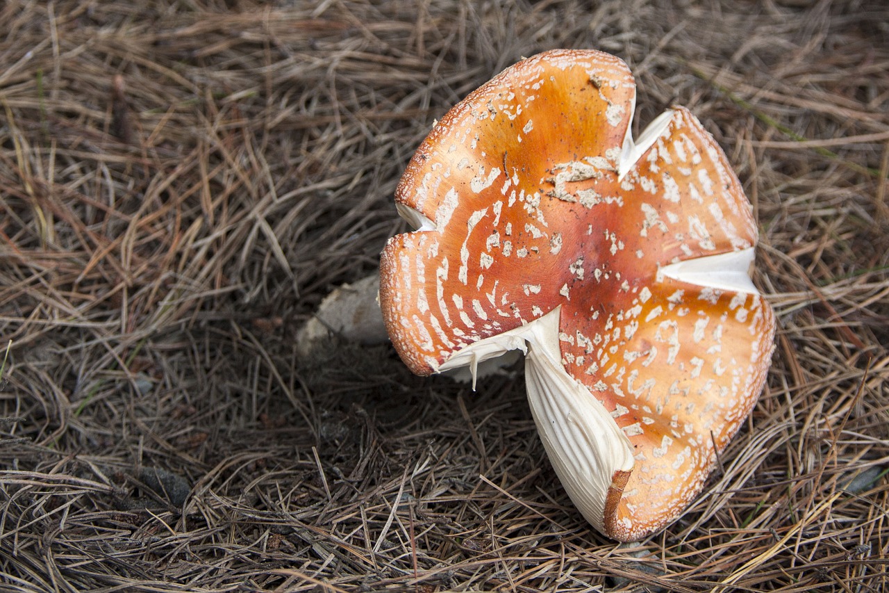 mushroom rustic poisonous free photo