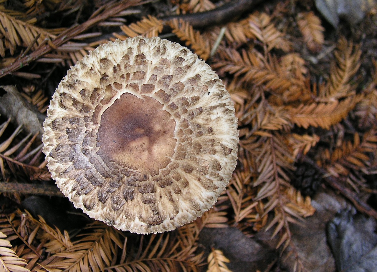 mushroom fungi nature free photo