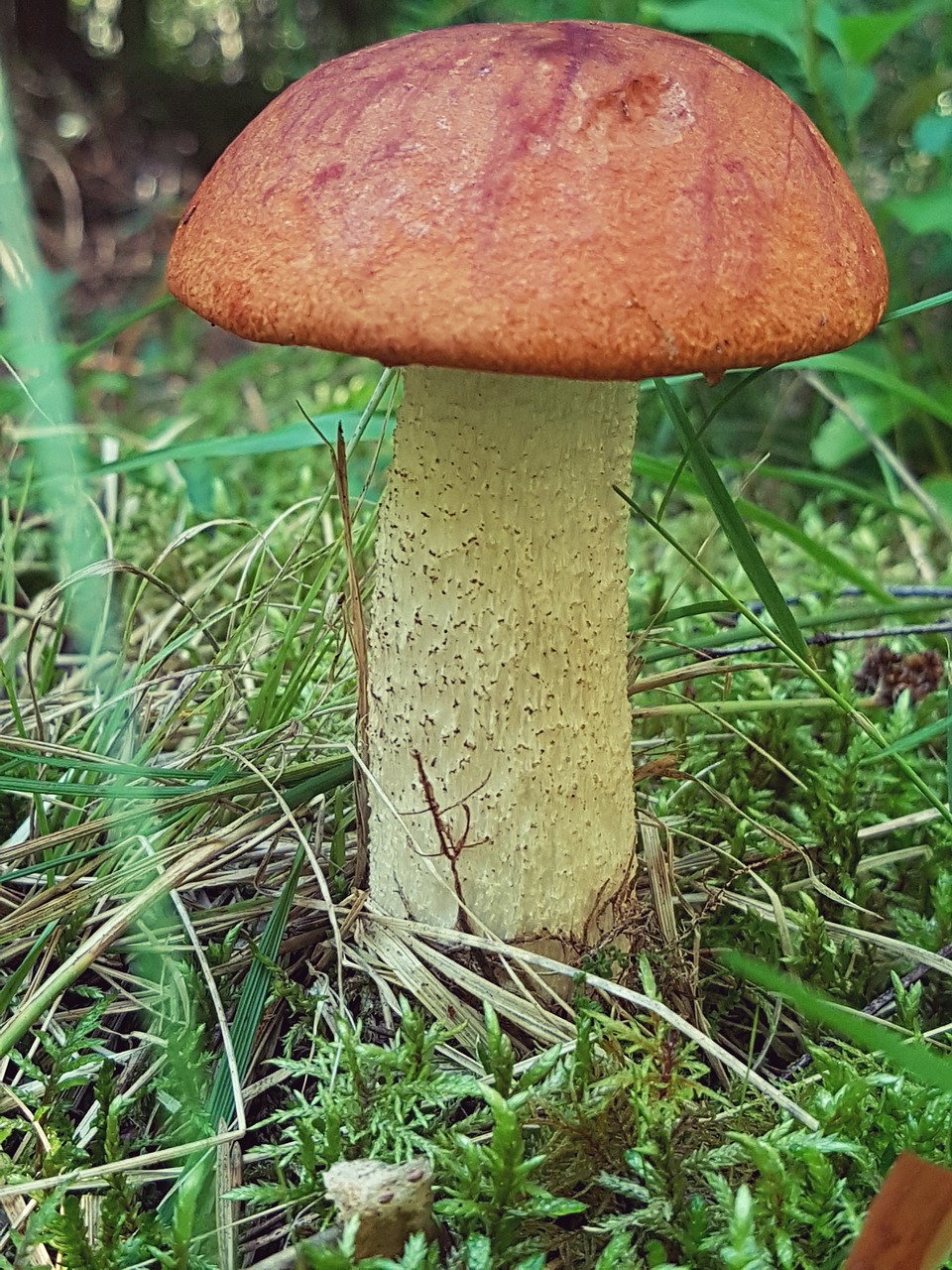 mushroom autumn forest free photo