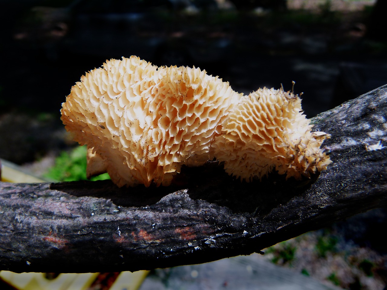 mushroom fungus fungi free photo