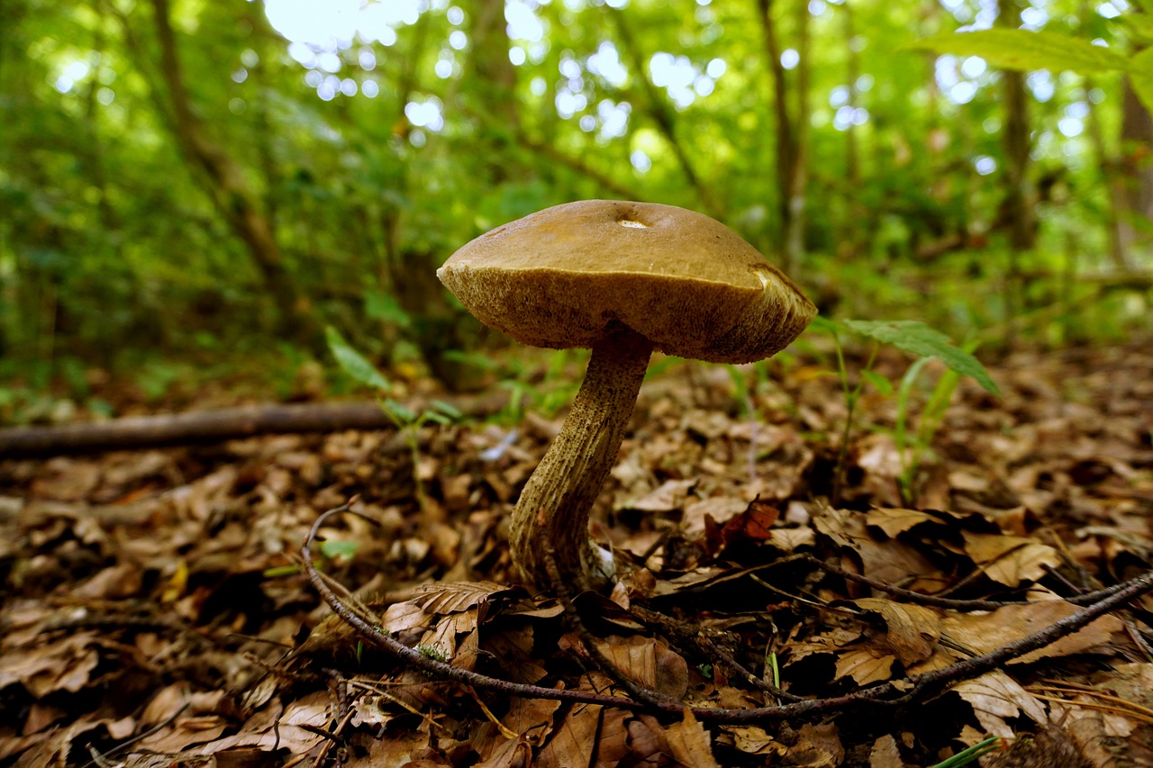 mushroom nature forest free photo