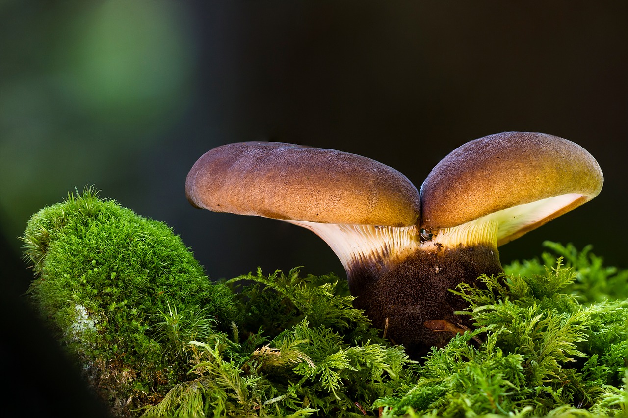 mushroom moss forest mushroom free photo