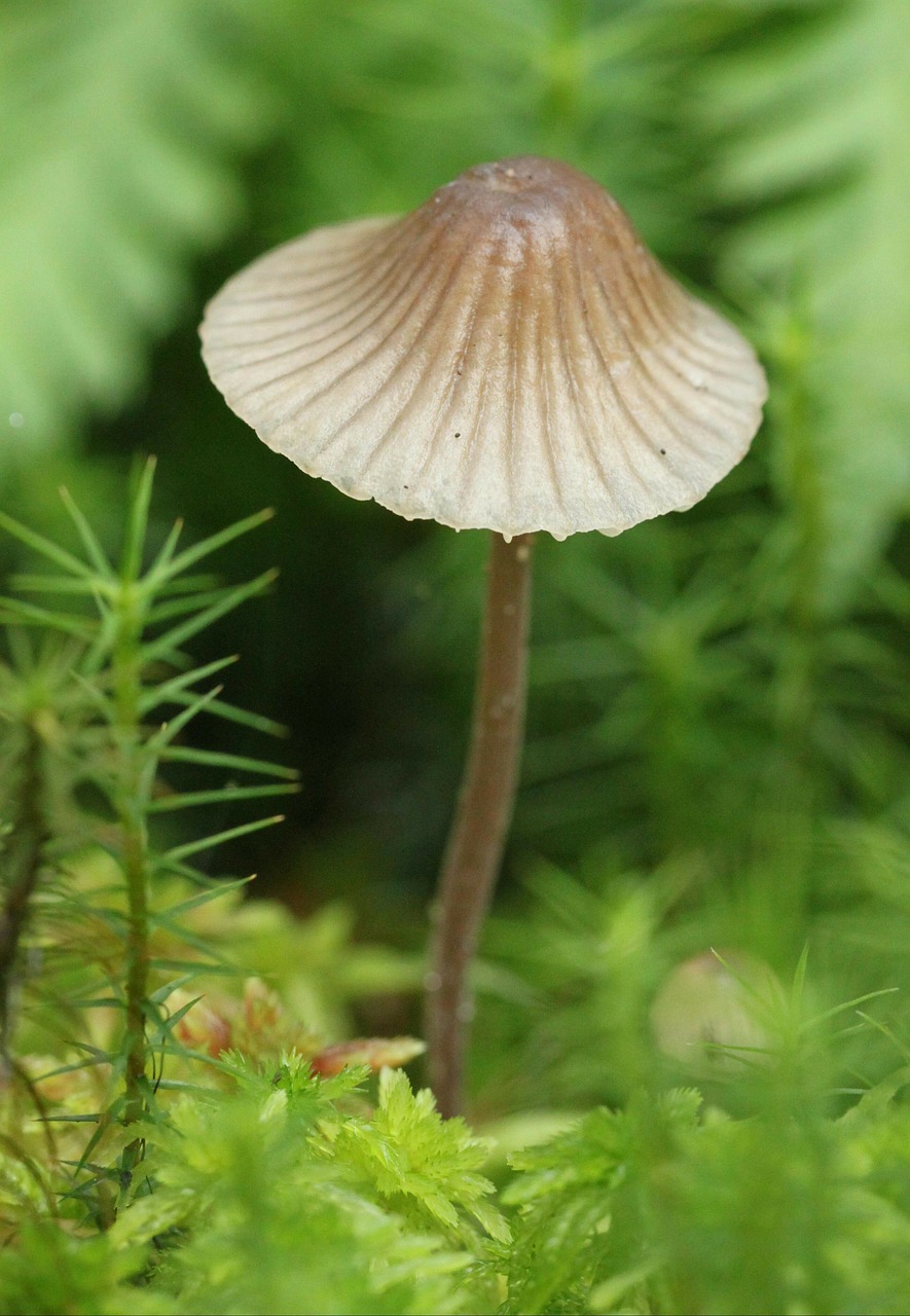 mushroom mushrooms nature free photo