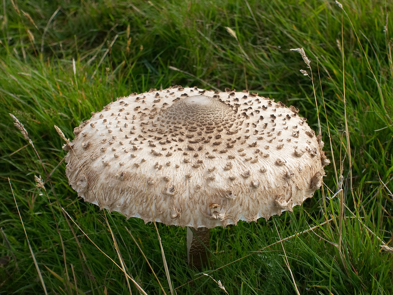 mushroom parasol fungus free photo
