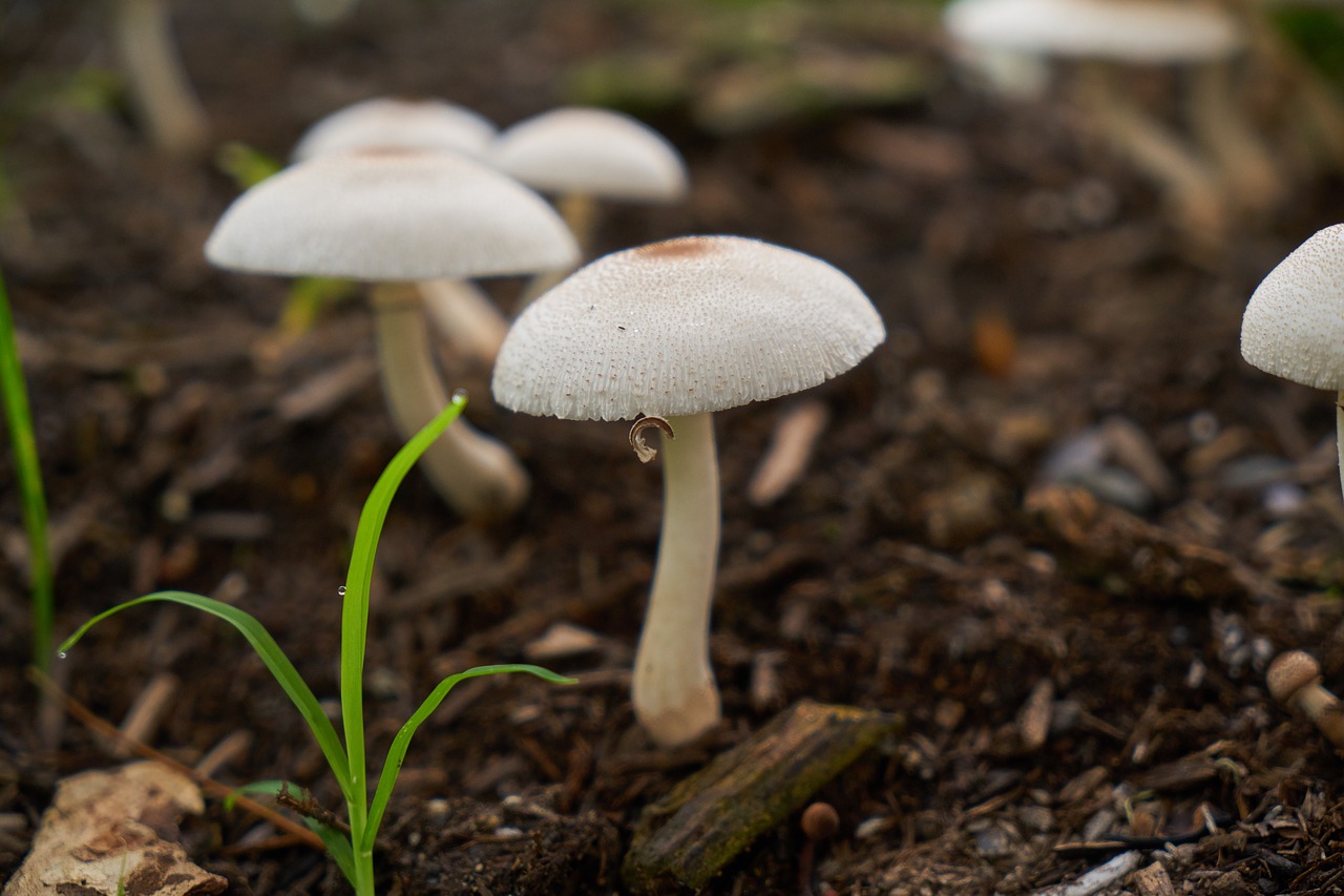 mushroom white color image free photo