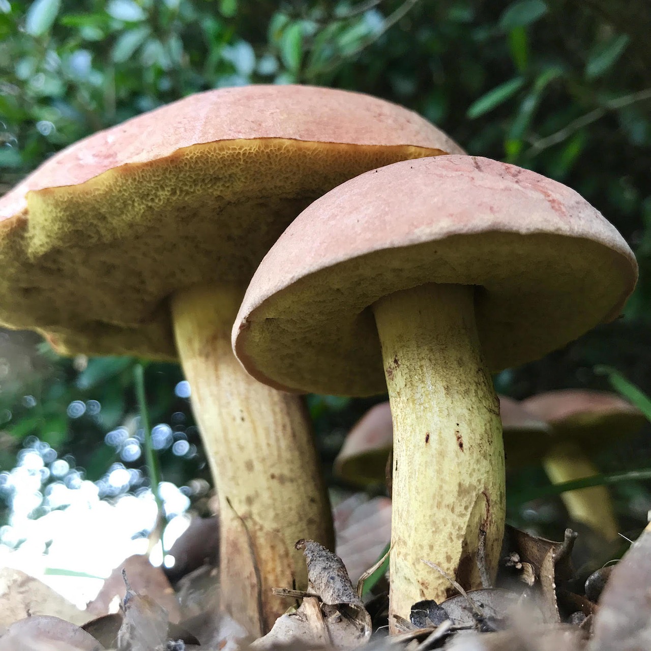 mushroom fungi plant free photo