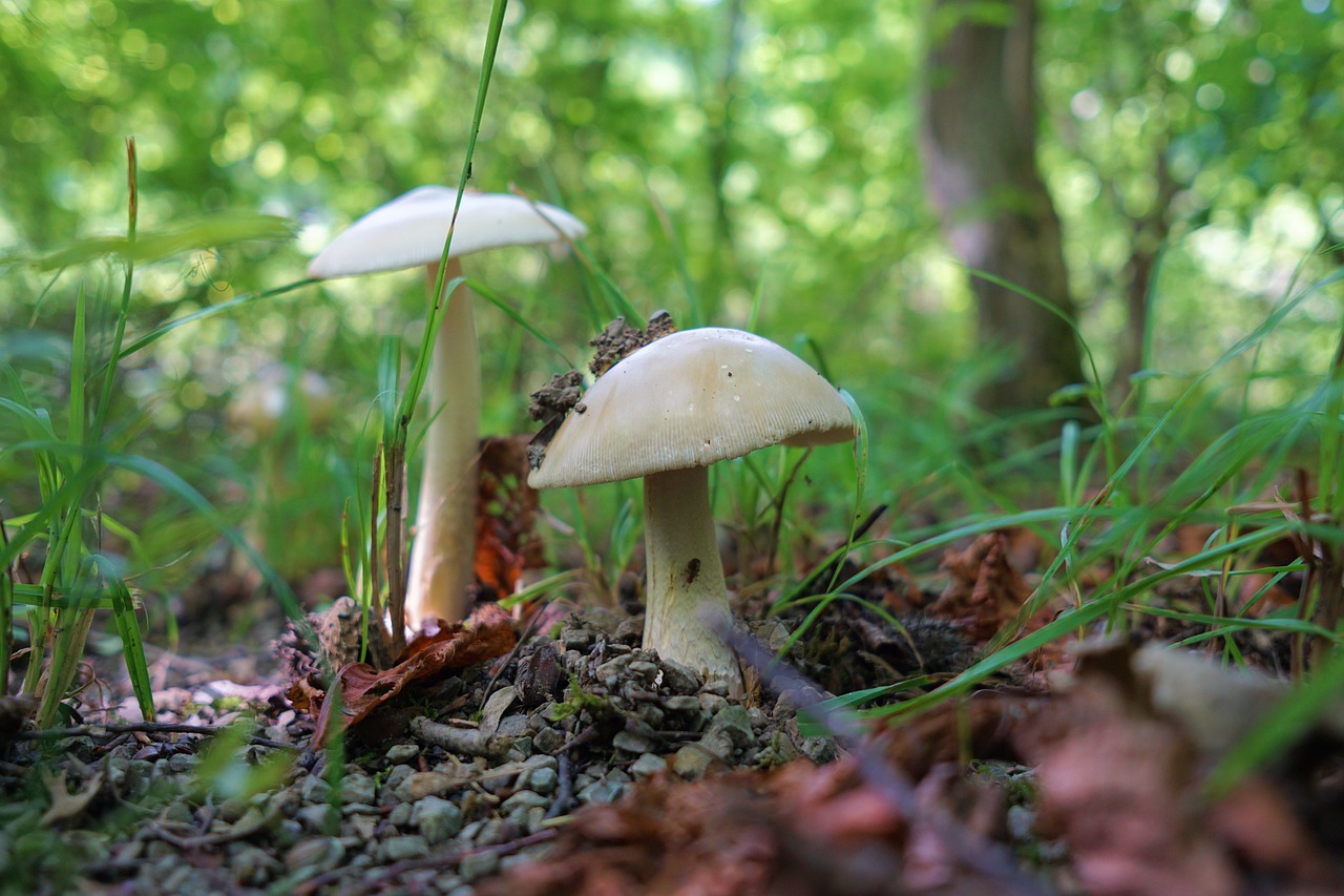 mushroom forest nature free photo