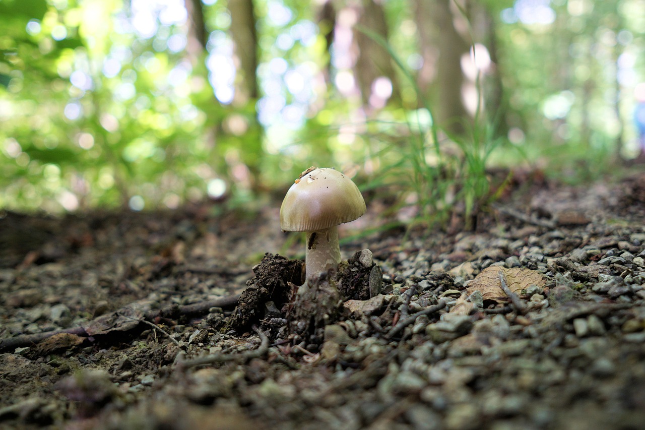 mushroom forest nature free photo