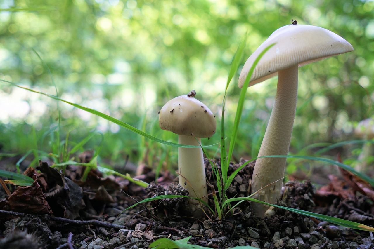 mushroom forest nature free photo