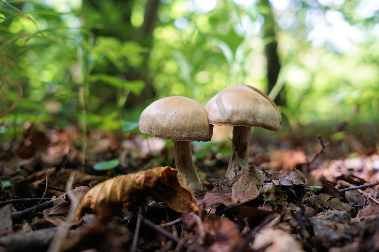 mushroom forest nature free photo