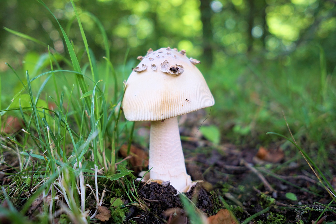 mushroom forest nature free photo