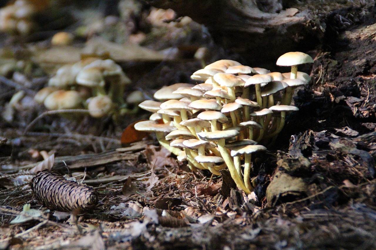mushroom utrecht autumn free photo