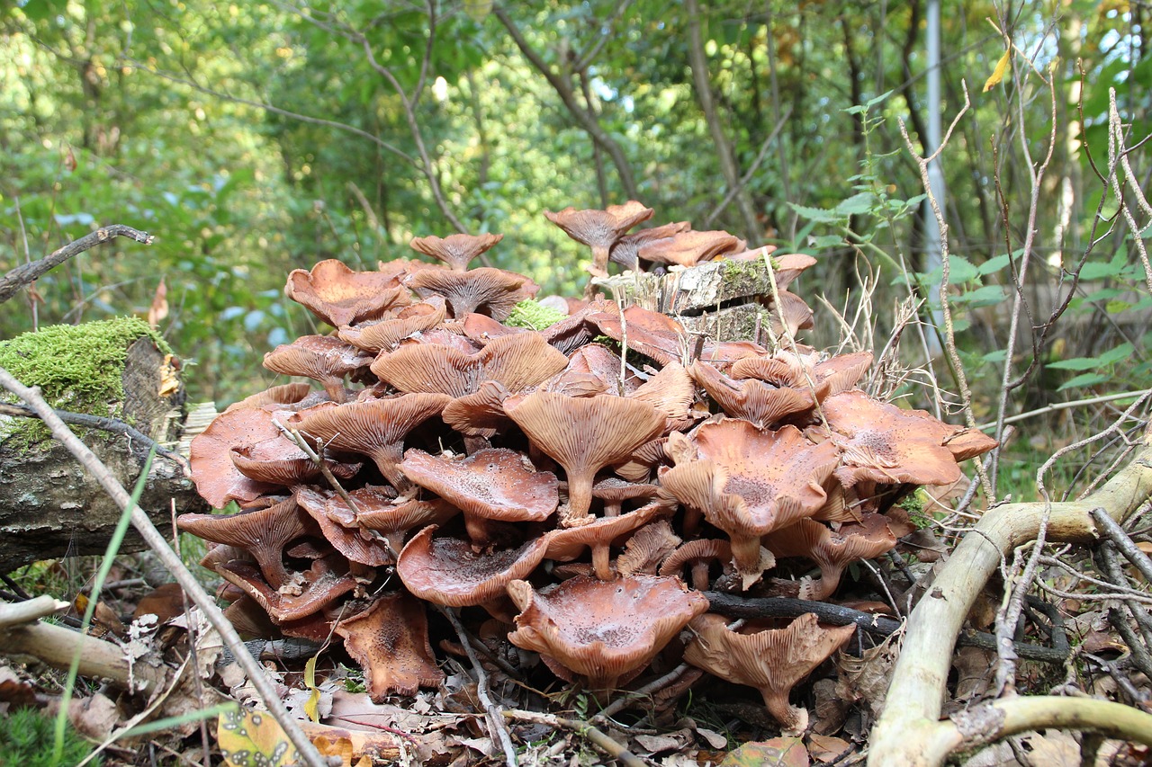 mushroom utrecht autumn free photo
