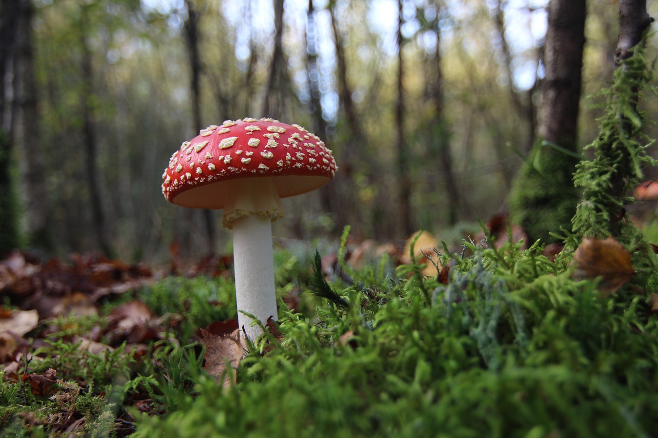 mushroom rare mushroom poisonous mushroom free photo