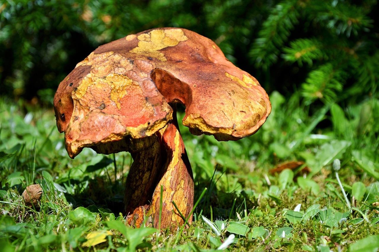mushroom tube mushroom red boletus free photo
