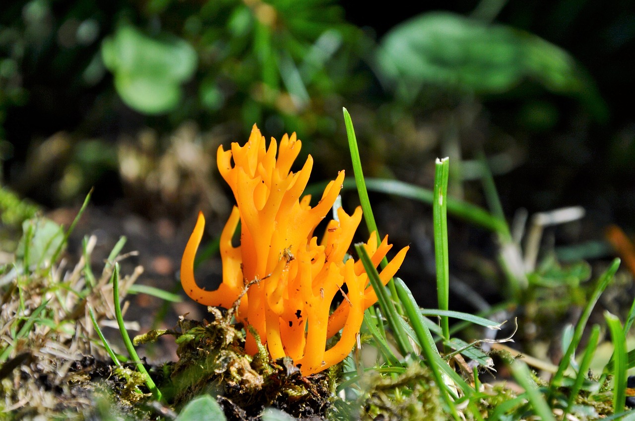 mushroom goatee forest mushroom free photo