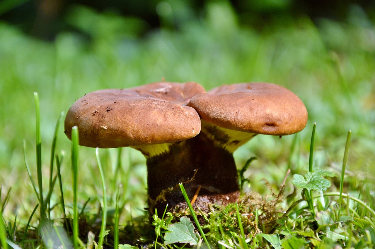 mushroom disc fungus forest free photo