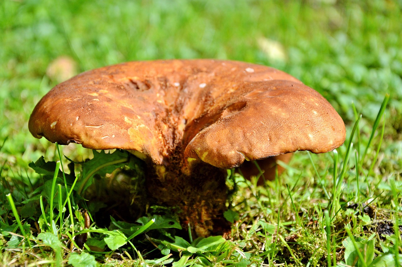 mushroom disc fungus forest free photo